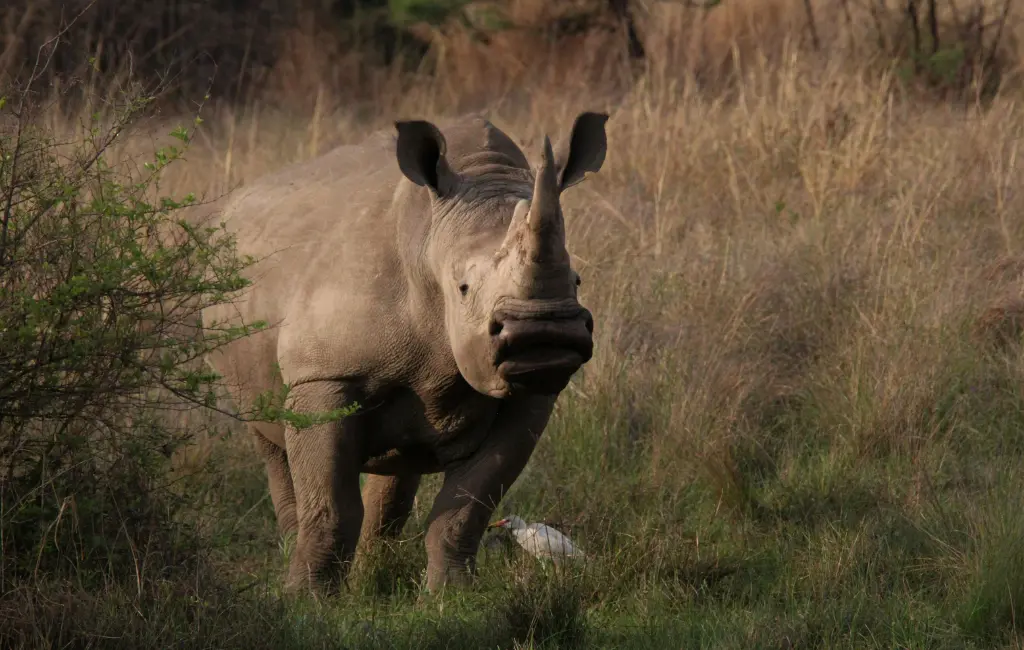 Rhinocéros espèce menacée