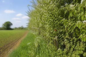 Biodiversité des haies agricoles